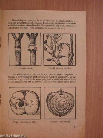 Általános védekező munkák a gyümölcsösben