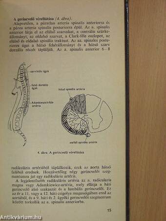 Extradurális és intradurális anesztézia és analgézia