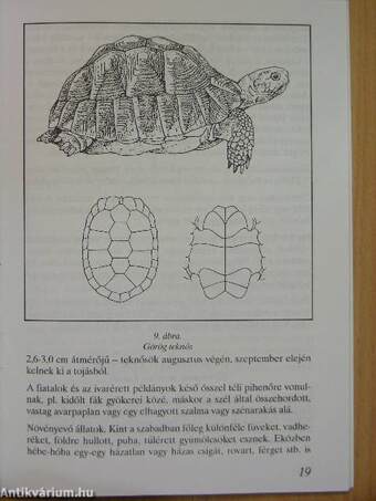 A teknősök és gondozásuk