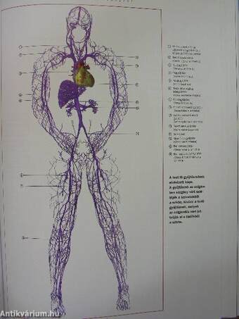 Háromdimenziós anatómiai atlasz - CD-vel