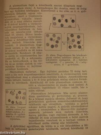 A gyakorló orvos laboratóriuma