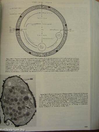 Cecil textbook of Medicine