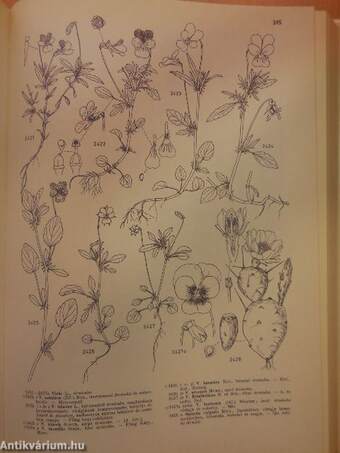 Iconographia Florae Partis Austro-Orientalis Europae Centralis