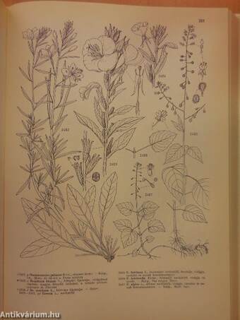 Iconographia Florae Partis Austro-Orientalis Europae Centralis