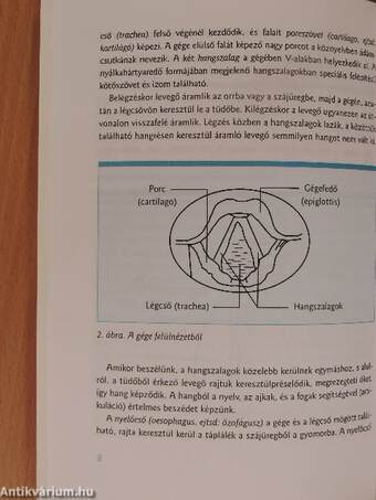 Amit a gégerákról tudni kell