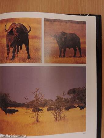 Vadászat Kudu-földön