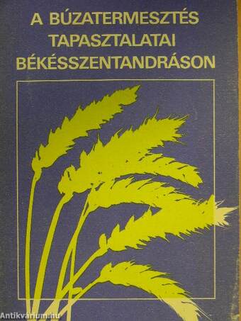 A búzatermesztés tapasztalatai Békésszentandráson