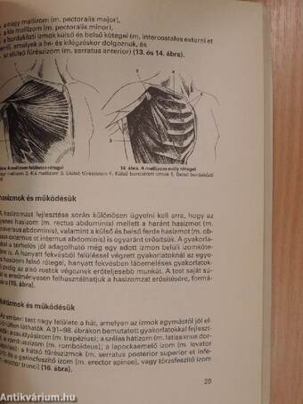 Testépítés, izomfejlesztés