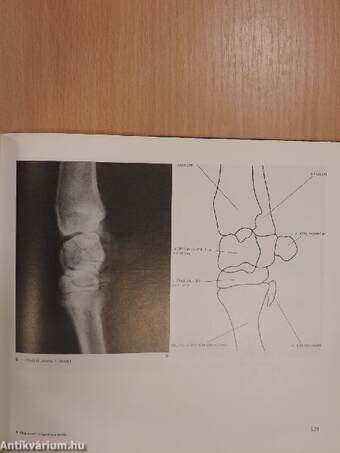 Állatorvosi röntgendiagnosztika