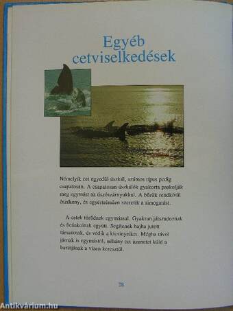 Cetek