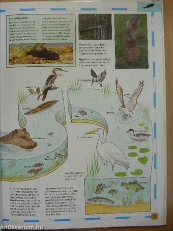 The children's animal atlas