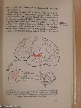 Érzékelés, tudat, emlékezés