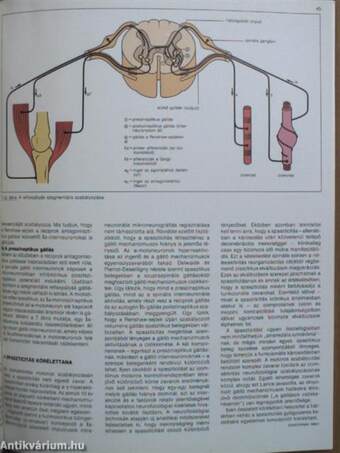 Sandoz Revue 2/87