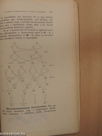 A separátiós sejtmagosztódás elmélete és szerepe a növények fejlődésében és rendszerében