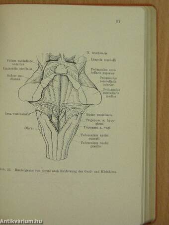 Taschenbuch der Anatomie III. (töredék)