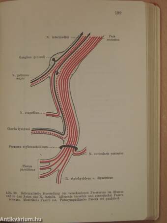 Taschenbuch der Anatomie III. (töredék)