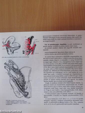 Szülészet-nőgyógyászat 1-3.