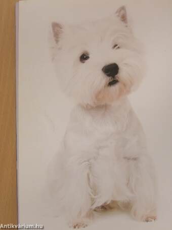 West highland white terrier