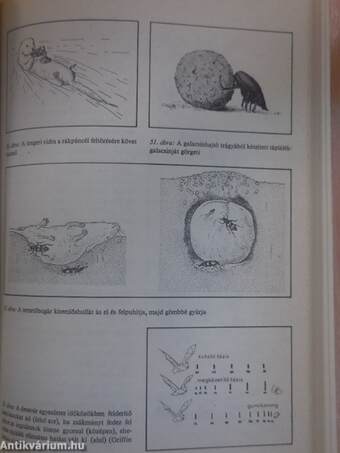 Hogyan viselkednek az állatok