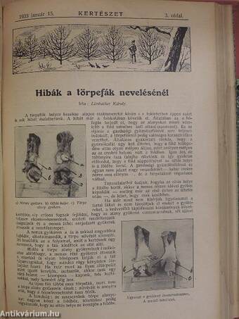 Kertészet 1932. (nem teljes évfolyam)/1931., 1933. január-december