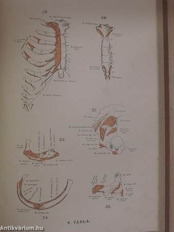 Az ember anatomiája és szövettana I.