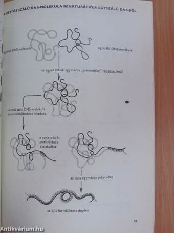 A makromolekulák bioszintézise