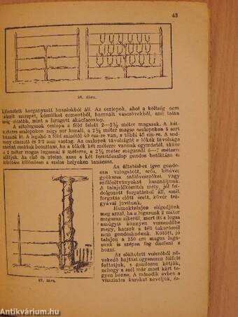 A szőlő metszése és mivelési módjai