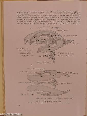 Neurologia