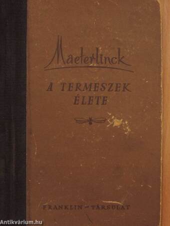 A termeszek élete