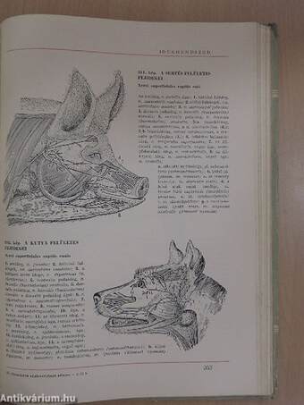 Háziállatok anatomiájának atlasza