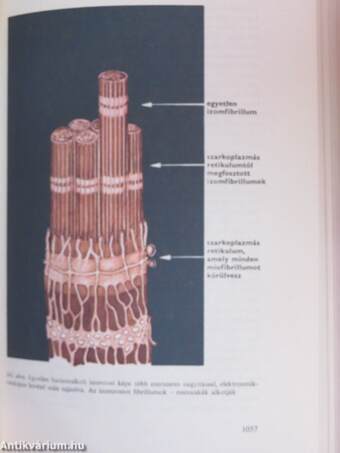 Az emberi test 1-2.