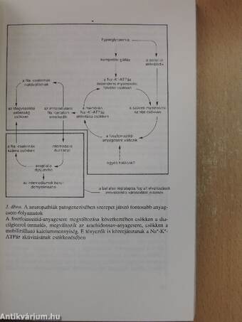 Neuropathiák