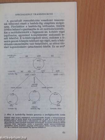 Mikrobiológiai genetika