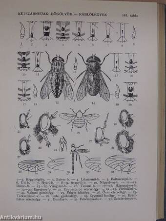 Állathatározó II. (töredék)