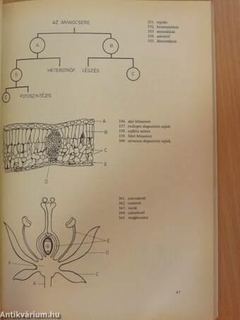 Biológiai korrepetitor I. (töredék)