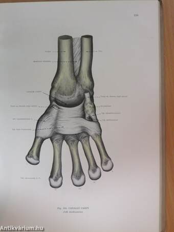 Az ember anatómiájának atlasza I. (töredék)