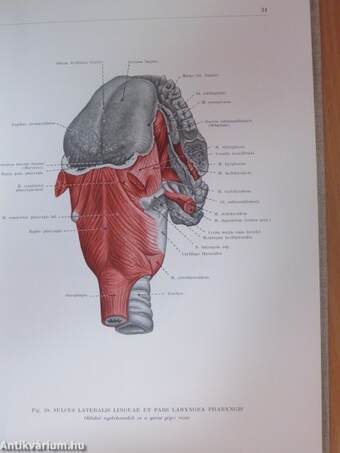 Az ember anatómiájának atlasza II. (töredék)