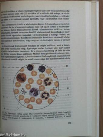 Az emberi test 1. (töredék)