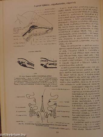 A háziállatok funkcionális anatómiája I-III.