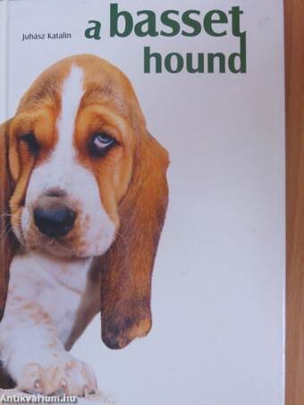 A basset hound