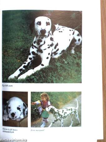 A dalmata