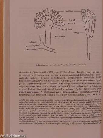 Mikrobiológia I. (töredék)