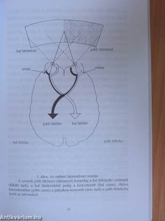 Agyi aszimmetriák