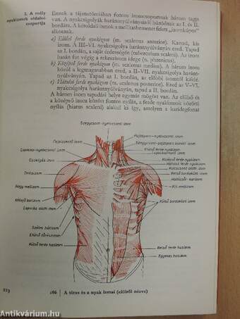 A sportmozgások anatómiai alapjai I.