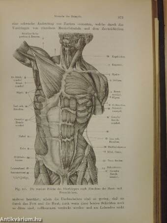 Plastische Anatomie des Menschlichen Körpers