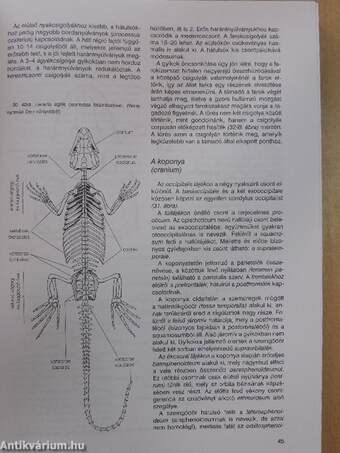 Összehasonlító anatómiai praktikum II.