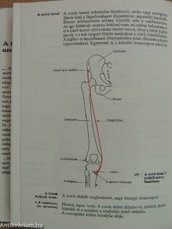 A sportmozgások anatómiai alapjai I.