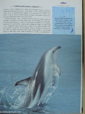 A delfinek világa
