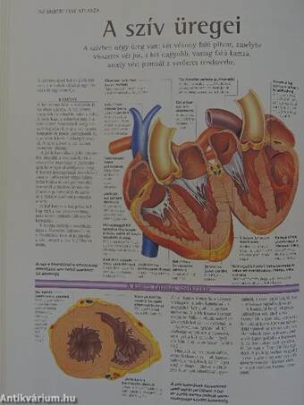 Az emberi test atlasza