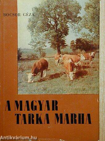 A magyar tarka marha